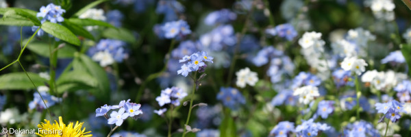 Wildblumenwiese